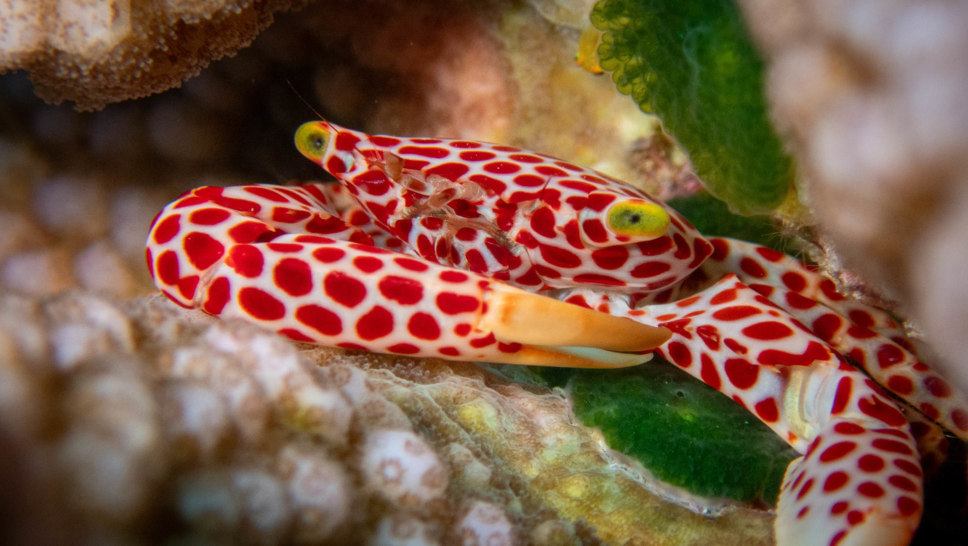 Underwater wildlife photograph from Miyakojima, Japan
