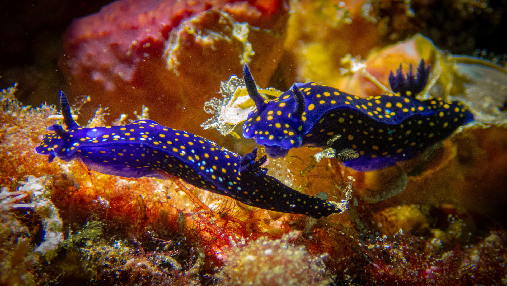Underwater wildlife photograph from Cabo San Lucas, Mexico