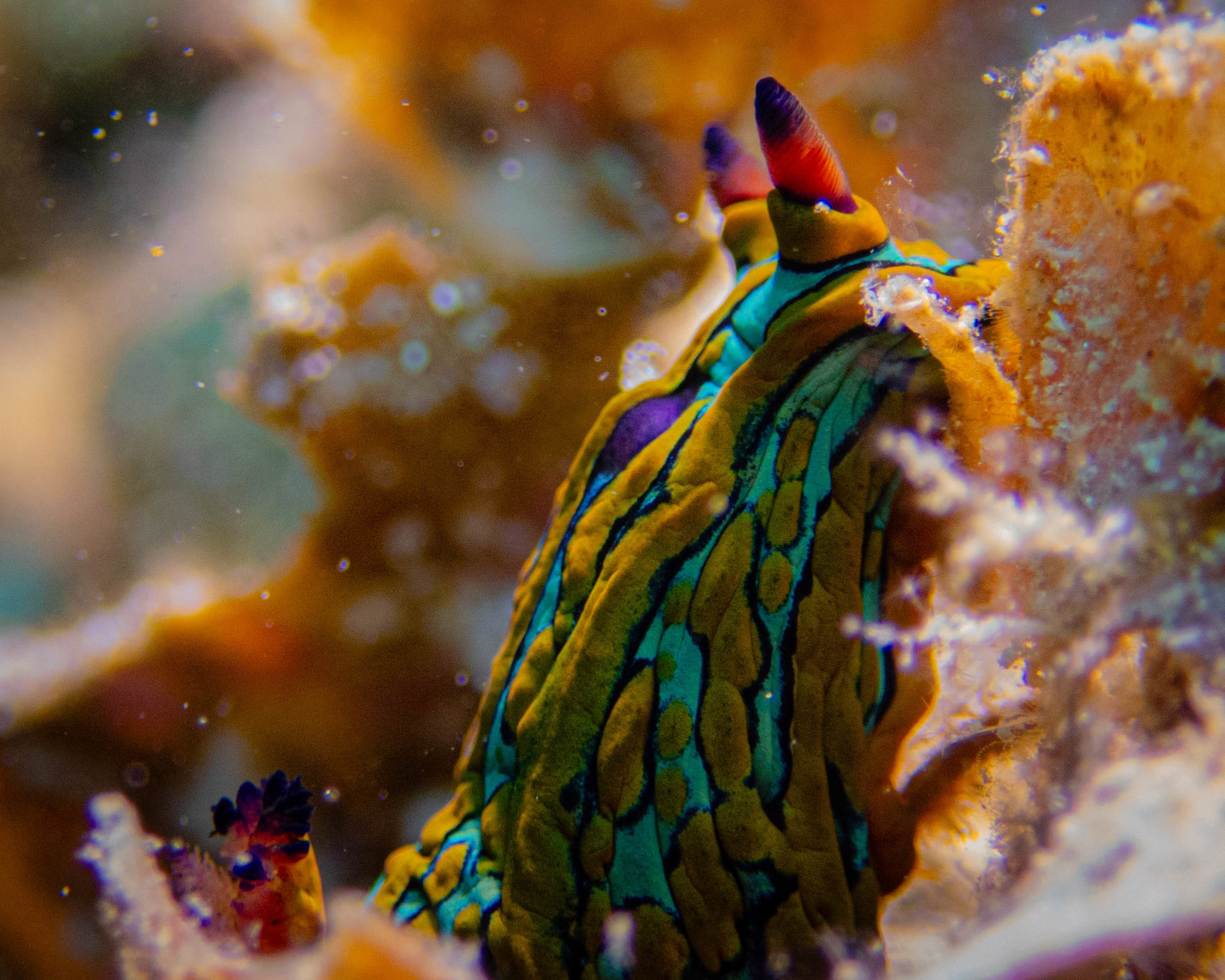 Underwater wildlife photograph from Cabo San Lucas, Mexico