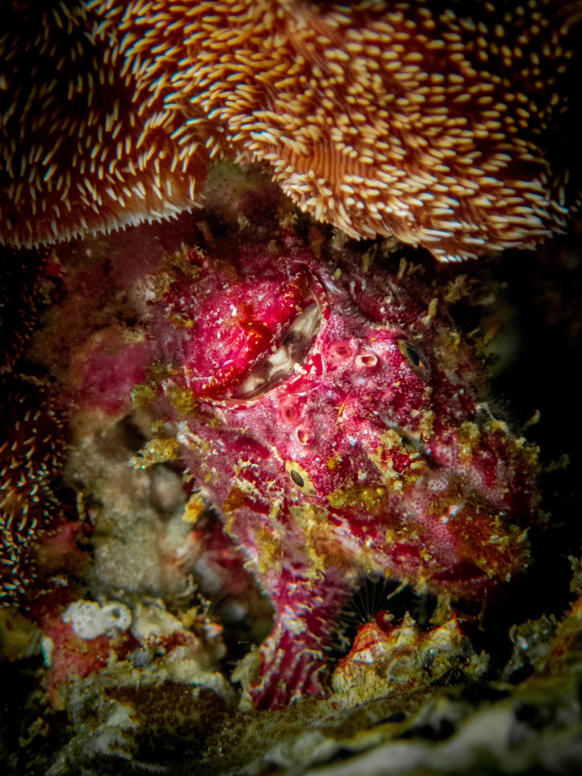 Underwater wildlife photograph from Cabo San Lucas, Mexico