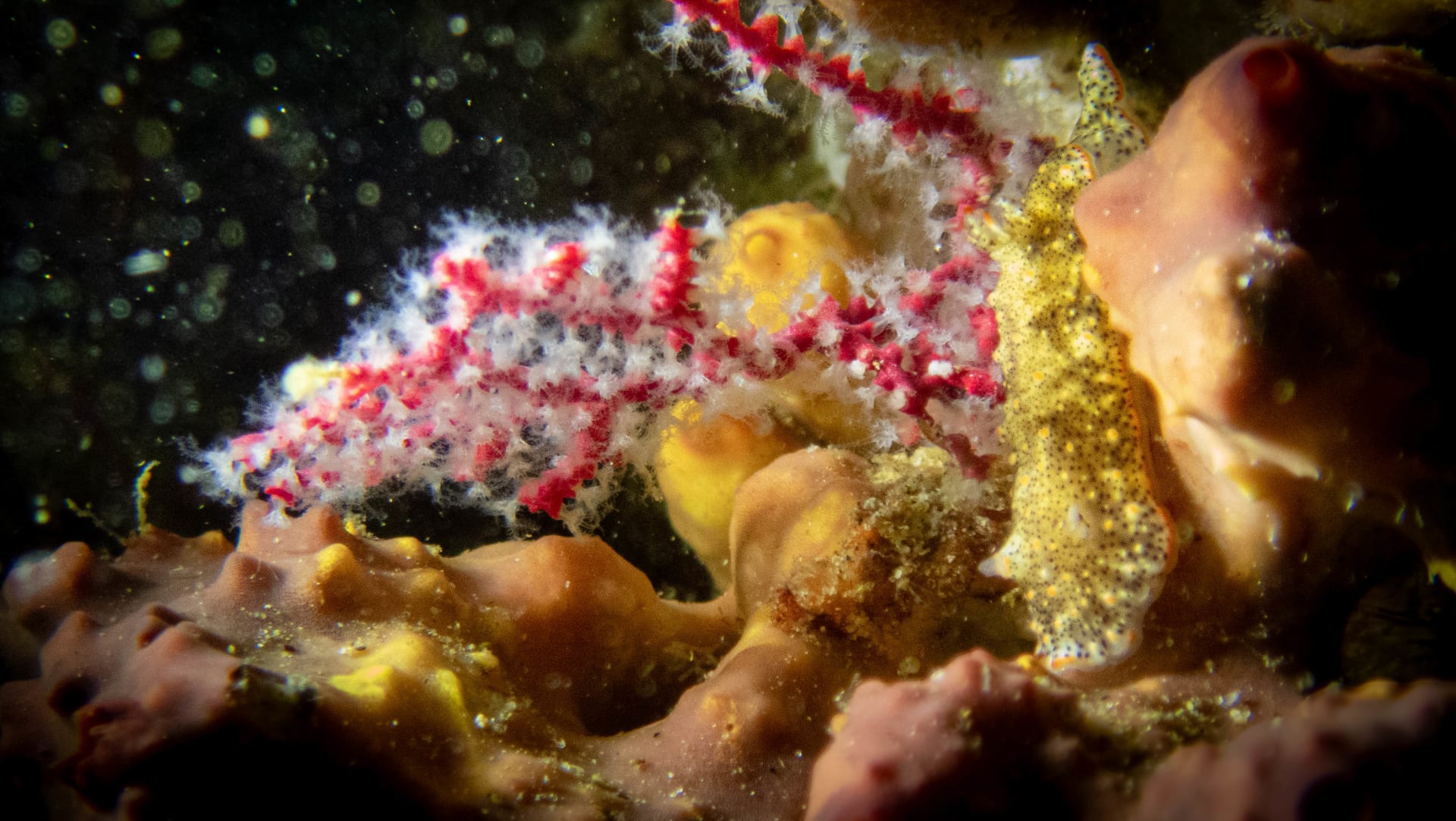 Underwater wildlife photograph from Cabo San Lucas, Mexico