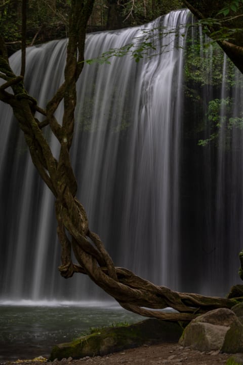 Wildlife photograph (topsides) from Japan countryside