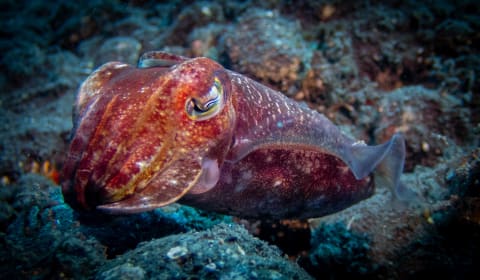 Wildlife photograph (underwater) from Bali, Indonesia