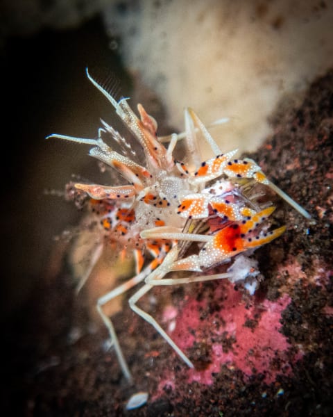 Wildlife photograph (underwater) from Bali, Indonesia