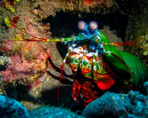 Wildlife photograph (underwater) from Bali, Indonesia