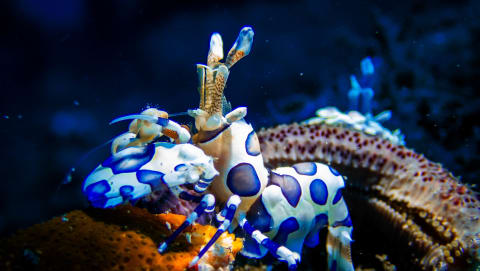 Wildlife photograph (underwater) from Bali, Indonesia