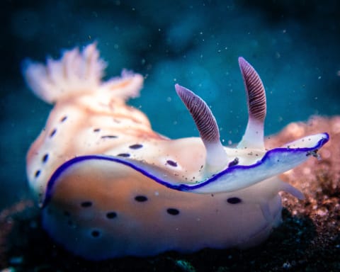 Wildlife photograph (underwater) from Bali, Indonesia
