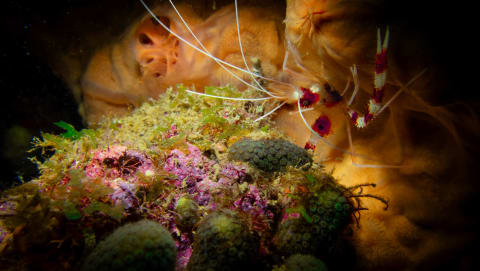 Wildlife photograph (underwater) from Cabo San Lucas, Mexico