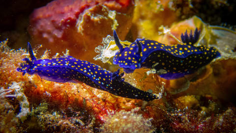 Wildlife photograph (underwater) from Cabo San Lucas, Mexico