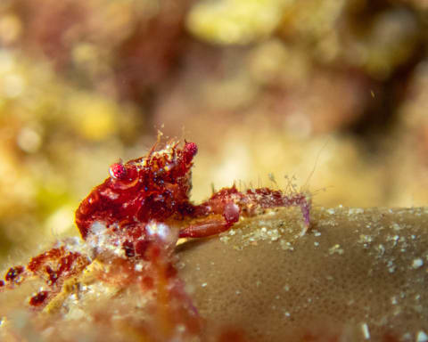 Wildlife photograph (underwater) from Cabo San Lucas, Mexico