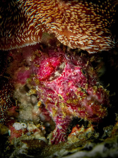 Wildlife photograph (underwater) from Cabo San Lucas, Mexico