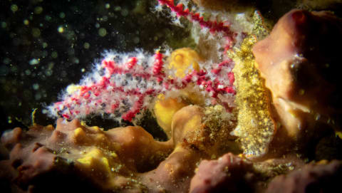 Wildlife photograph (underwater) from Cabo San Lucas, Mexico