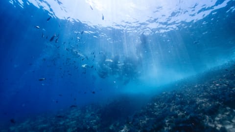 Wildlife photograph (underwater) from Cabo San Lucas, Mexico