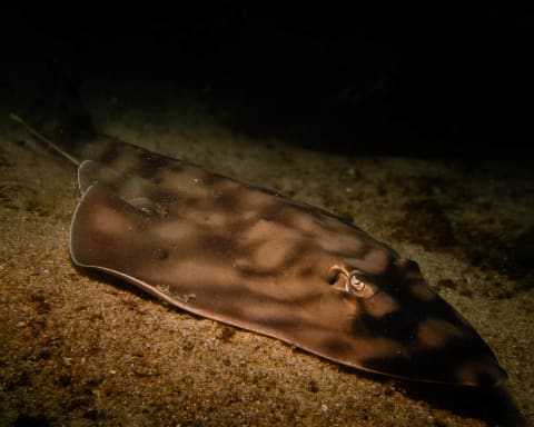 Wildlife photograph (underwater) from Cabo San Lucas, Mexico