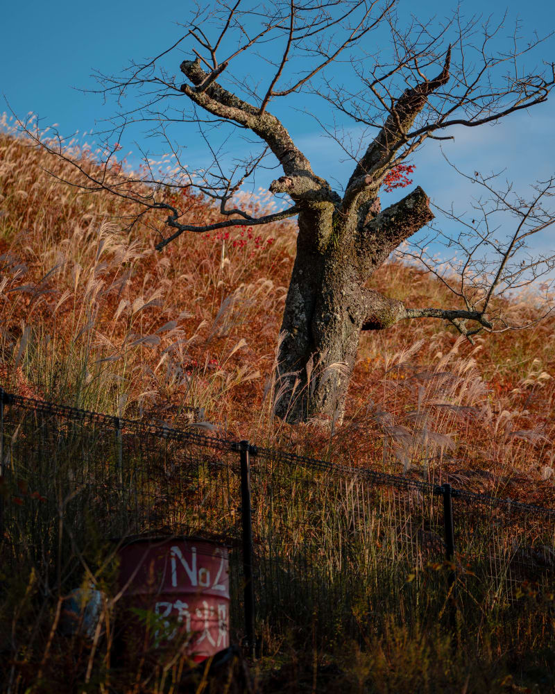Autumn: landscape photograph from Honshu, Japan