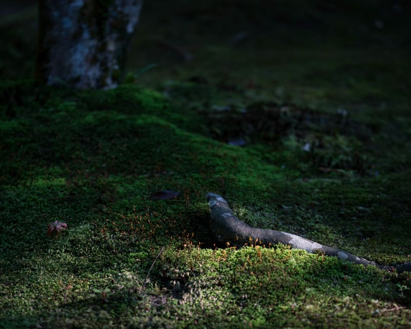 Autumn: landscape photograph from Honshu, Japan