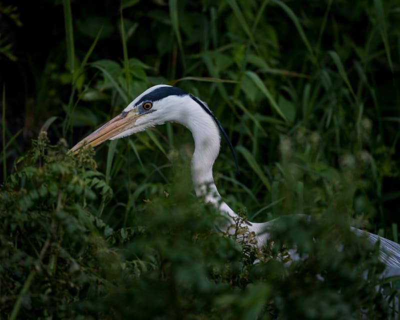 Wildlife photograph from Japan