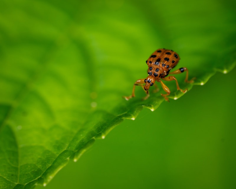 Wildlife photograph from Japan