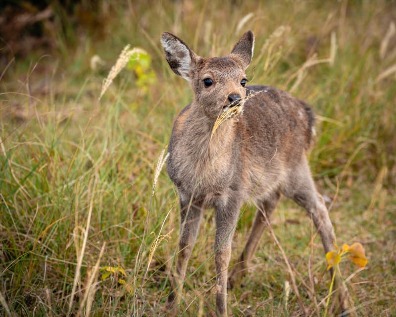 Wildlife photograph from Japan