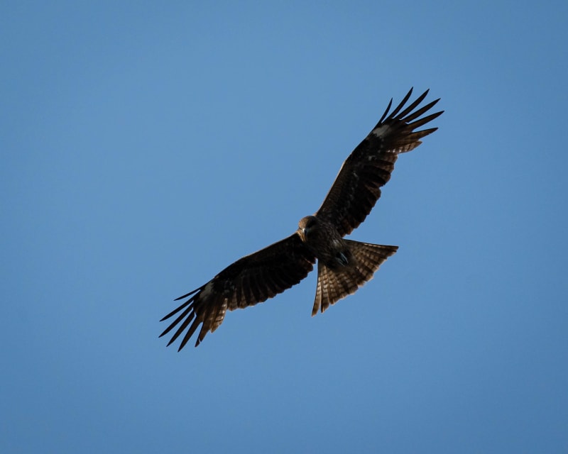 Wildlife photograph from Japan