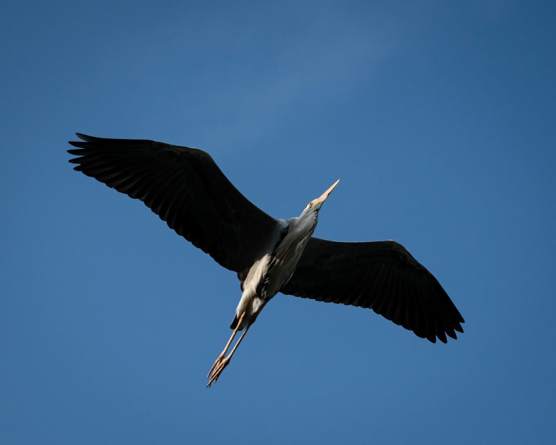 Wildlife photograph from Japan