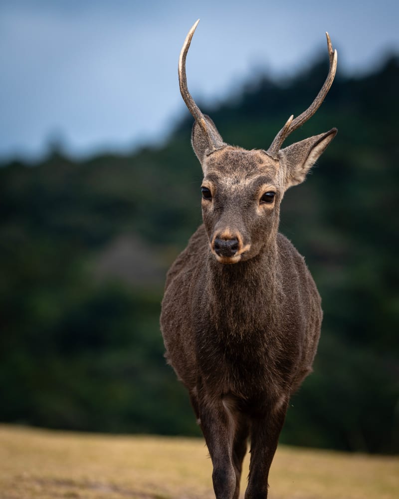 Wildlife photograph from Japan