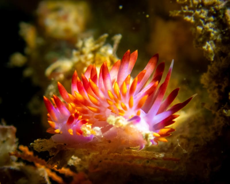 Underwater wildlife photograph from Ningaloo Reef, Australia