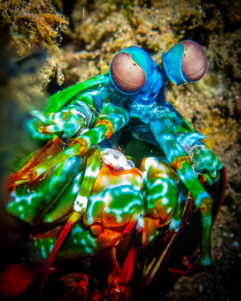 Underwater wildlife photograph from Ningaloo Reef, Australia