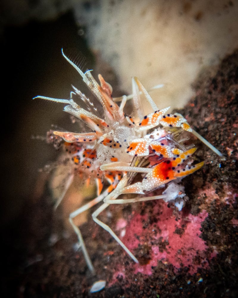 Bali reef: underwater wildlife photograph from Indonesia