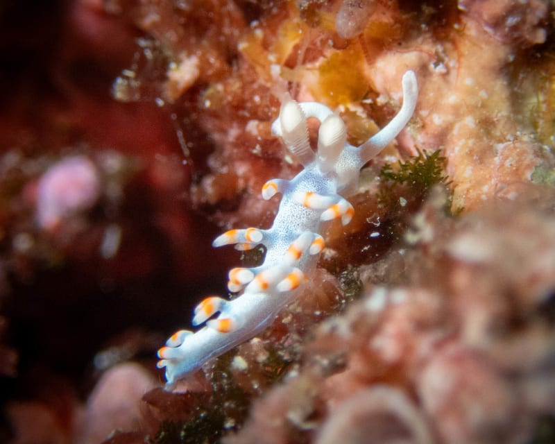 Underwater wildlife photograph from Miyakojima, Japan