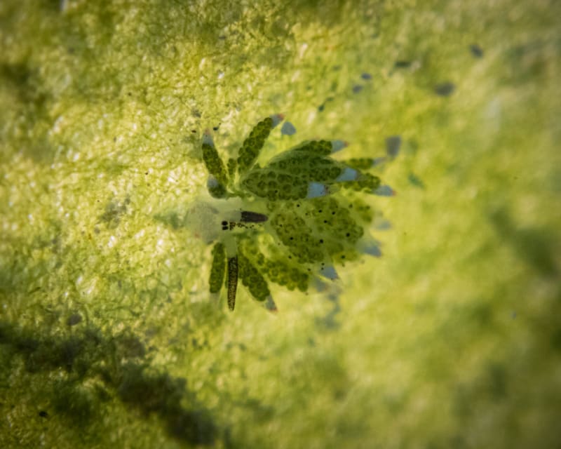 Underwater wildlife photograph from Miyakojima, Japan