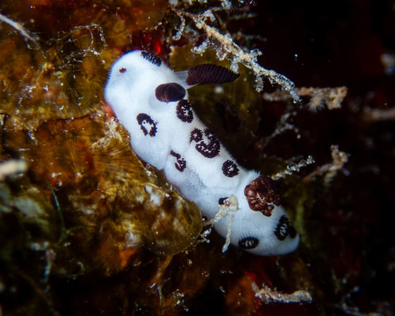 Underwater wildlife photograph from Miyakojima, Japan
