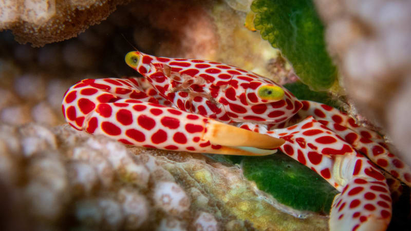 Underwater wildlife photograph from Miyakojima, Japan