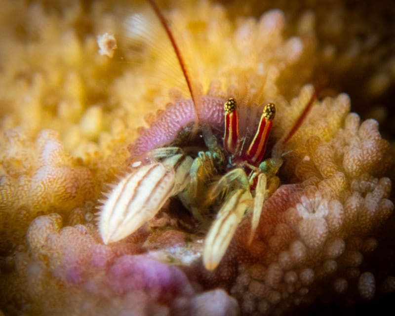 Underwater wildlife photograph from Miyakojima, Japan