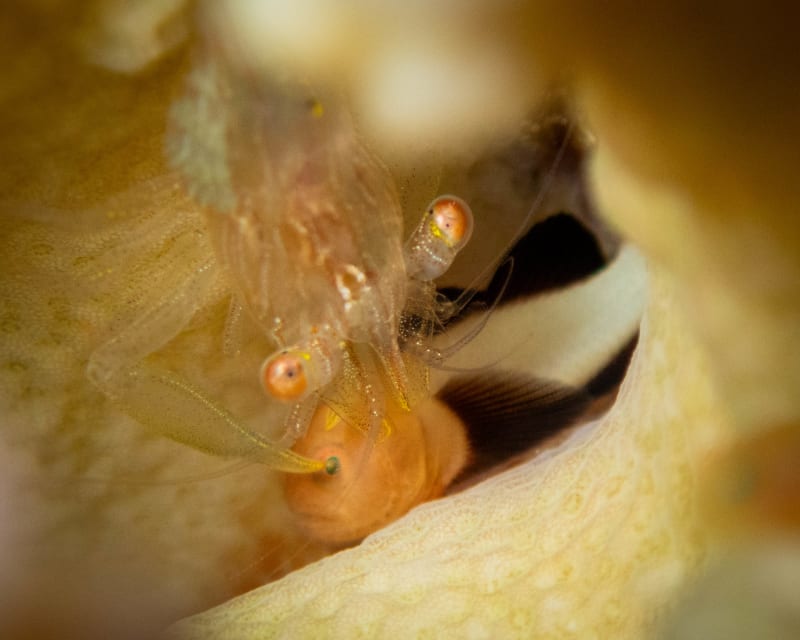 Underwater wildlife photograph from Miyakojima, Japan