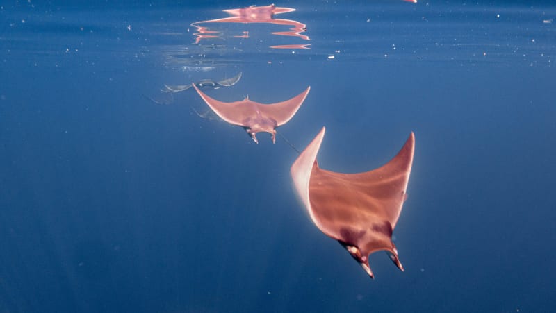 Underwater wildlife photograph from Cabo San Lucas, Mexico