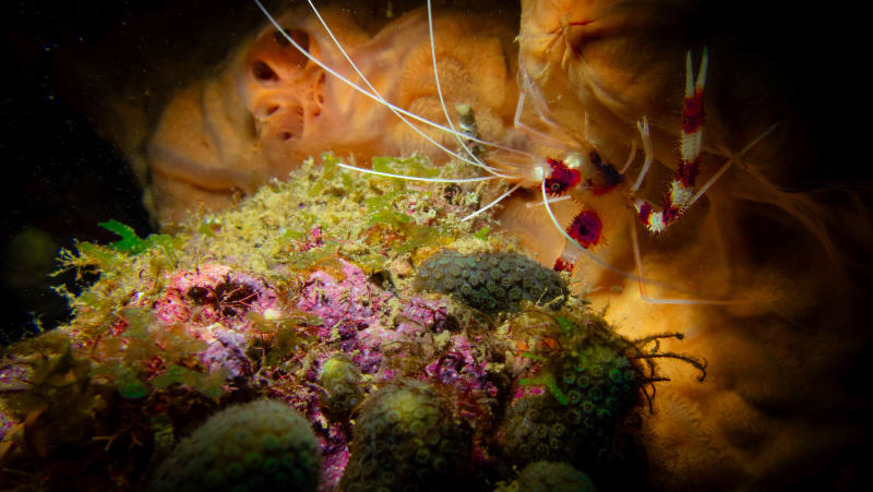Underwater wildlife photograph from Cabo San Lucas, Mexico
