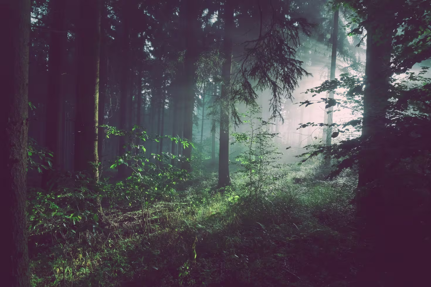 Embracing a Greener Future: Small Steps for a Healthier Environment