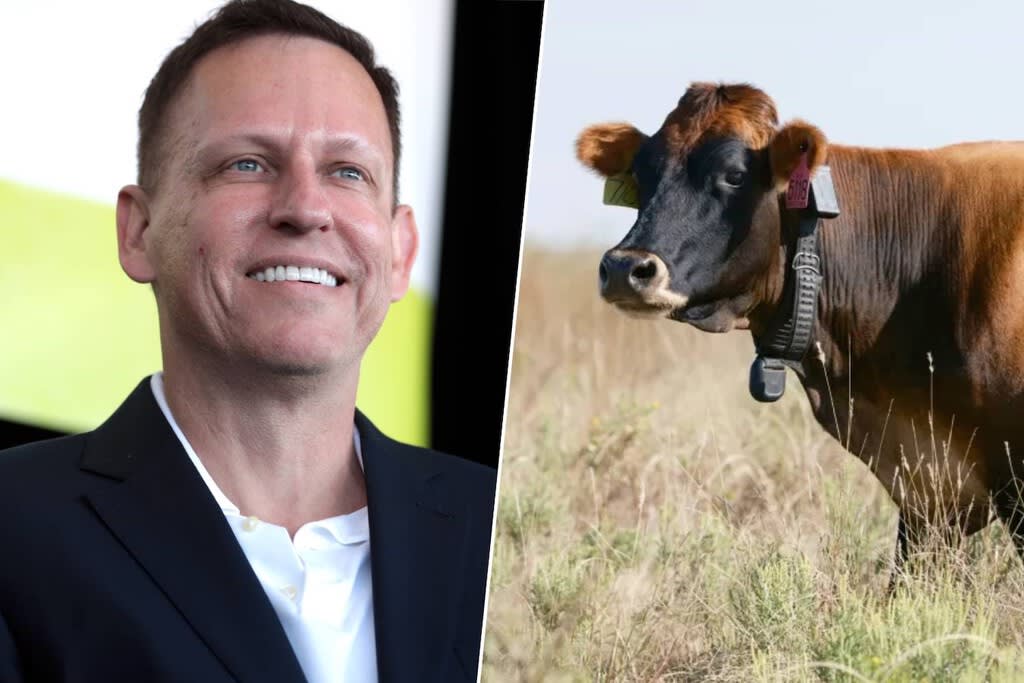 Una vaca con un collar tecnológico solar en un campo verde
