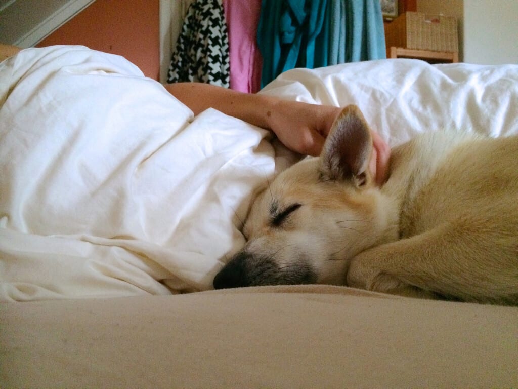 Una persona durmiendo plácidamente en la cama mientras un perro pequeño duerme acurrucado a sus pies, con una luz suave y cálida iluminando la escena.
