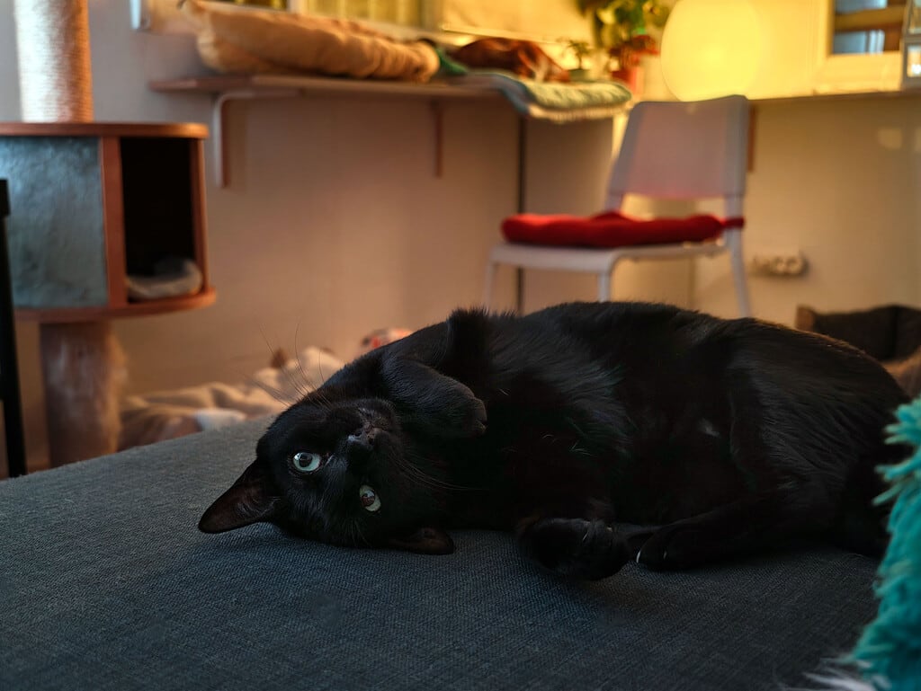 Un gato atigrado sentado en un alféizar de ventana, mirando hacia afuera al amanecer.