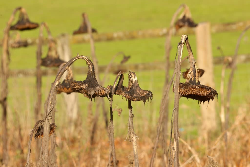 Un agricultor observa con desolación un campo de cultivo devastado tras seguir consejos de inteligencia artificial, con un dron posado en el suelo.