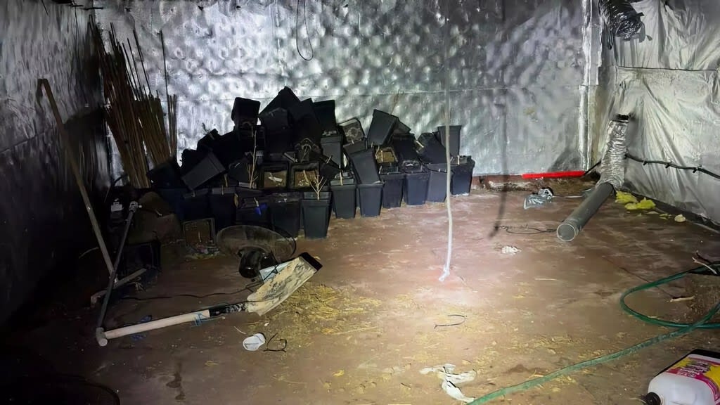 A hidden room in a house discovered to contain a sophisticated indoor marijuana growing operation, illuminated by grow lights.