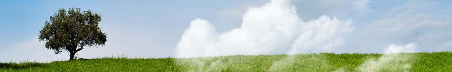 A single tree stands on a green grassy hill under a partly cloudy sky.