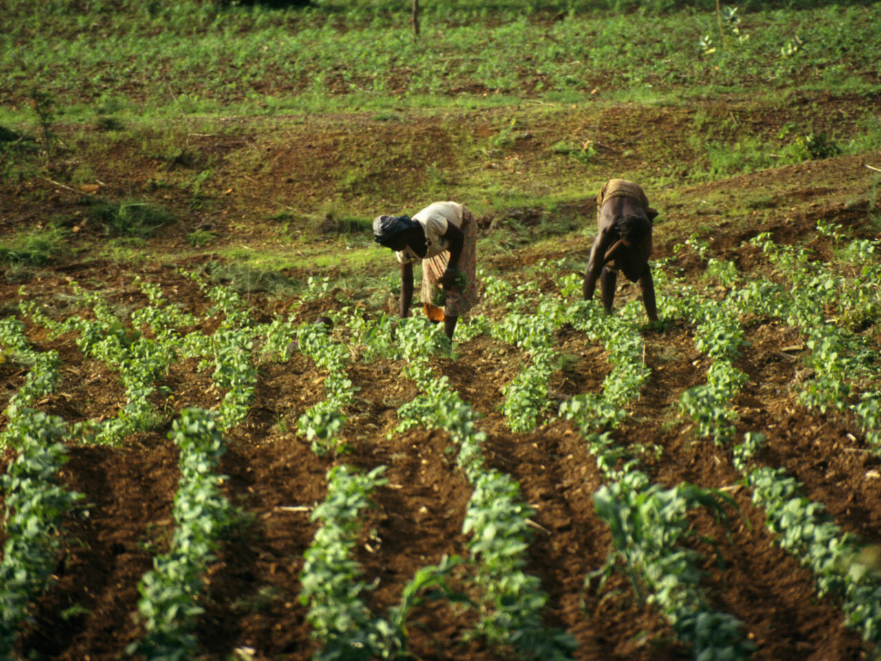 fermiers agricoles.jpg