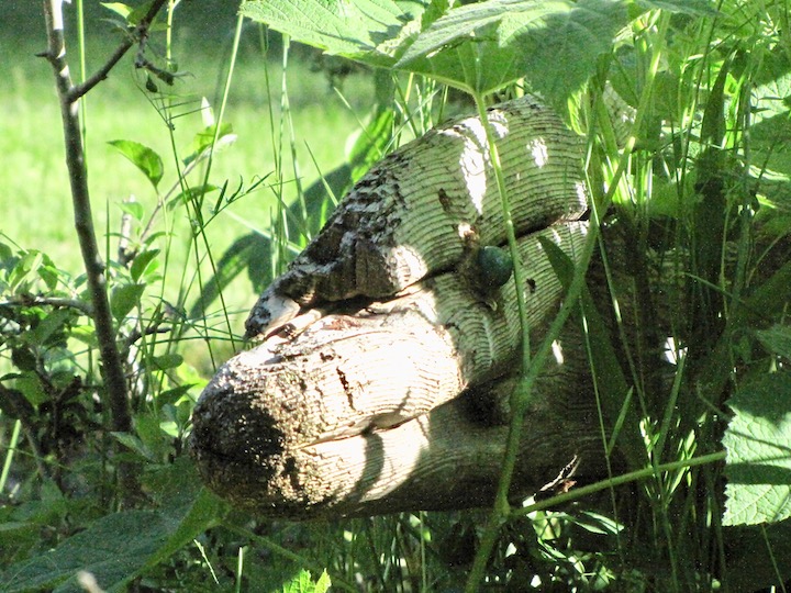 The driftwood dolphin peeking through the green vegetation