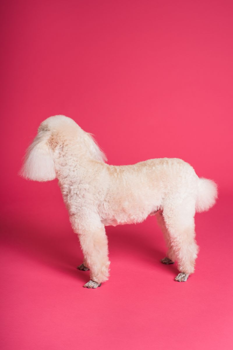 Poodle