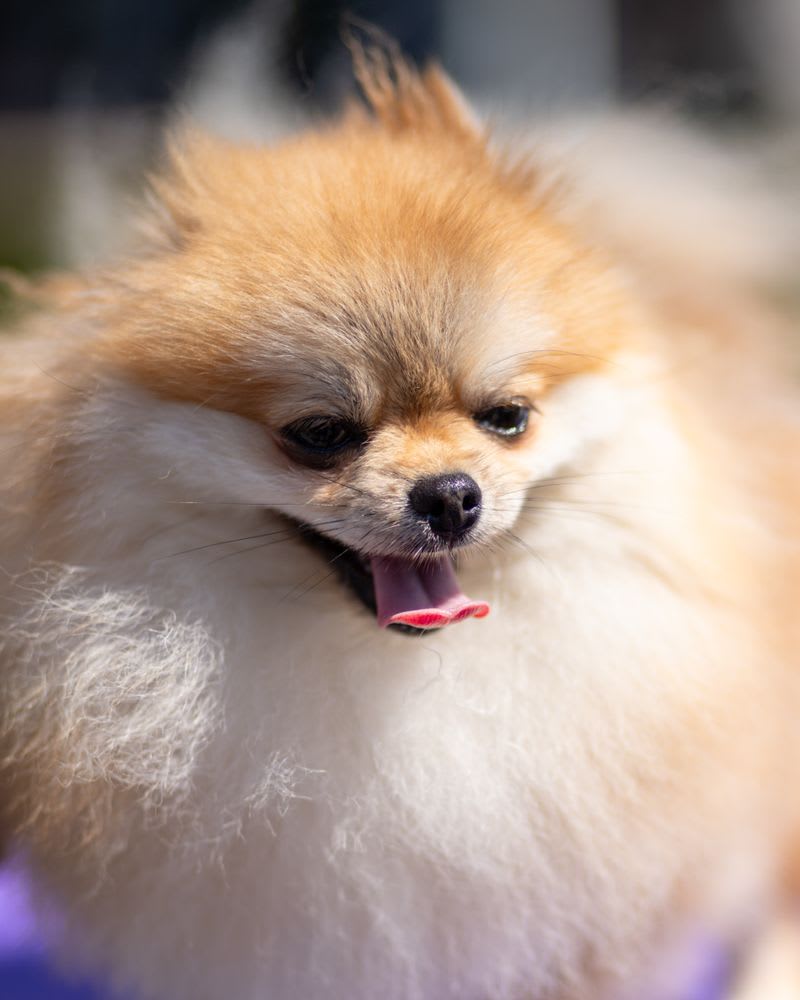 Maltese