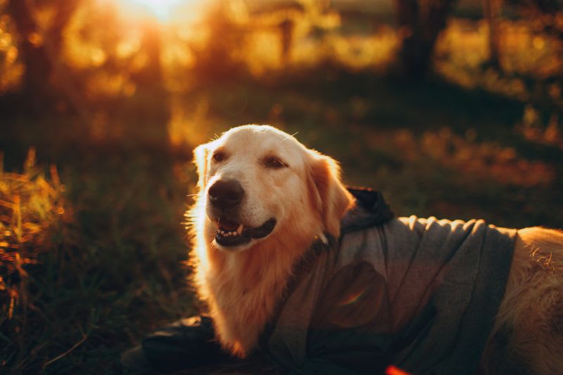 Golden Retriever