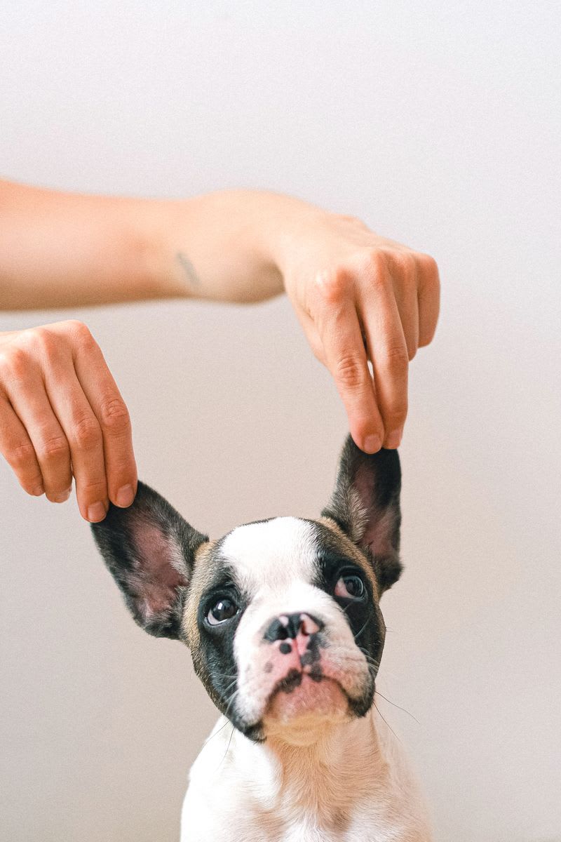 French Bulldog